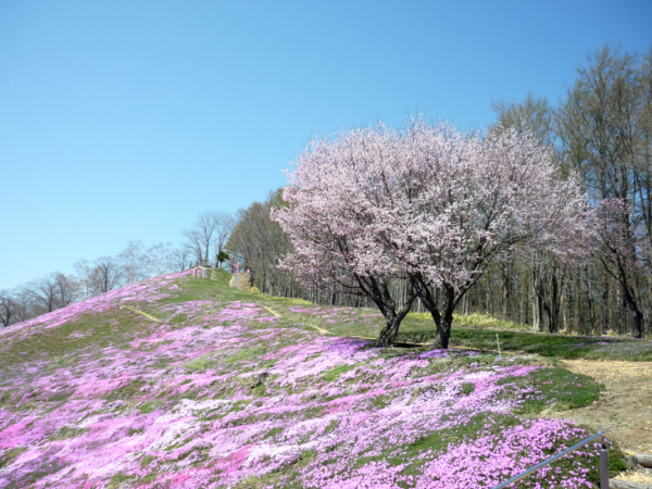 いまの芝桜公園の様子