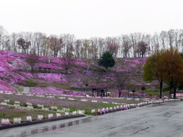 いまの芝桜公園の様子