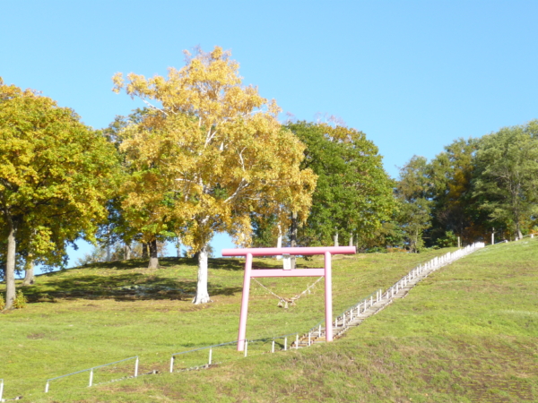 いまの芝桜公園の様子