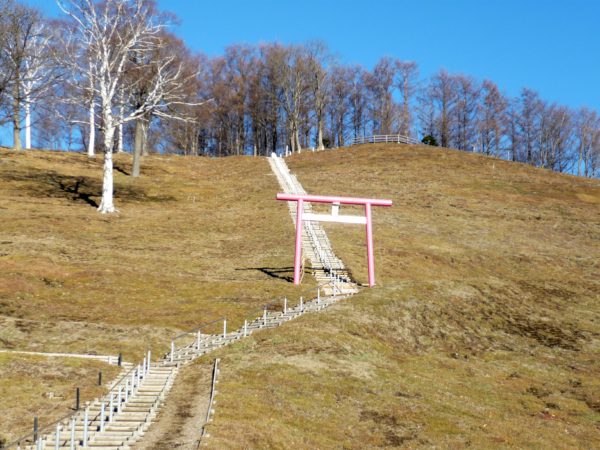 いまの芝桜公園の様子