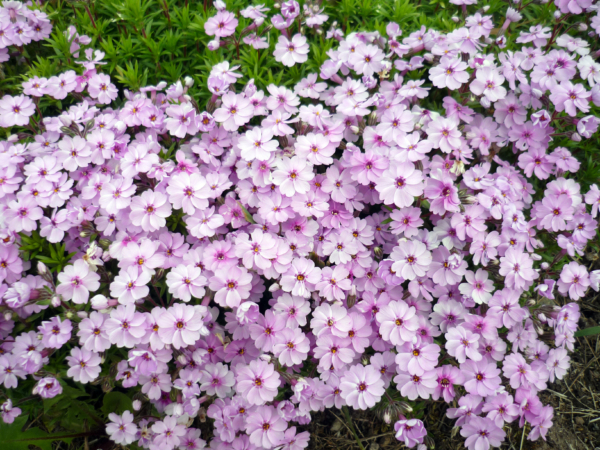 いまの芝桜公園の様子