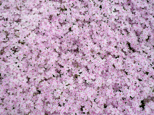 いまの芝桜公園の様子