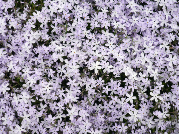 いまの芝桜公園の様子