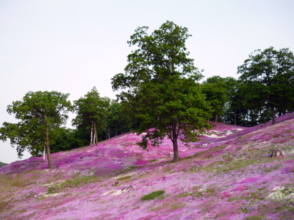 いまの芝桜公園の様子
