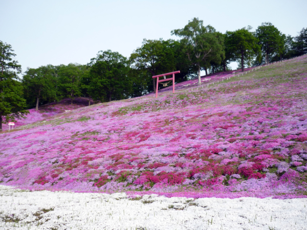 いまの芝桜公園の様子