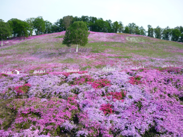 いまの芝桜公園の様子
