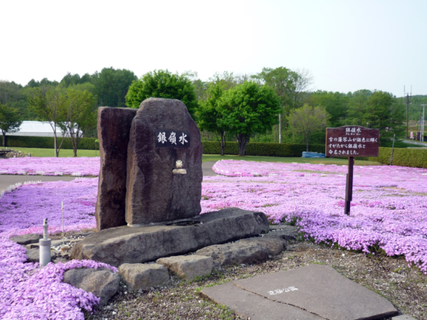 いまの芝桜公園の様子