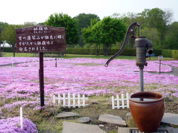 いまの芝桜公園の様子