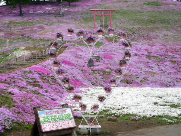 いまの芝桜公園の様子