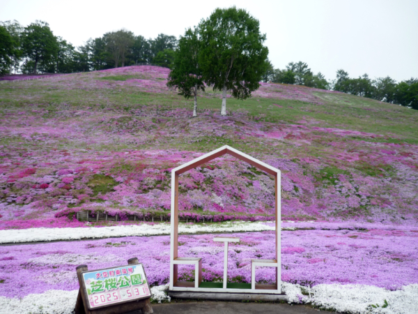 いまの芝桜公園の様子