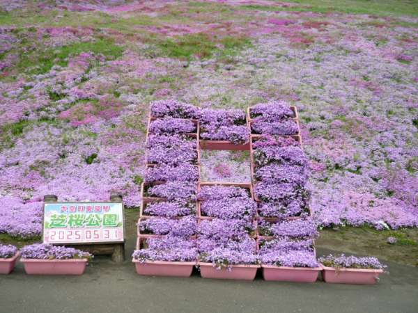 いまの芝桜公園の様子