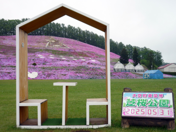 いまの芝桜公園の様子