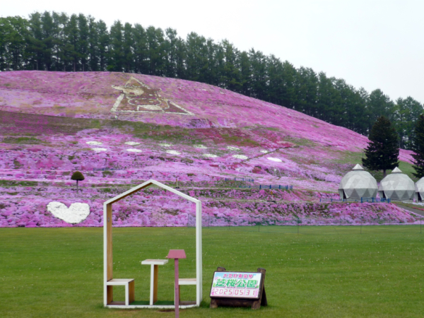 いまの芝桜公園の様子