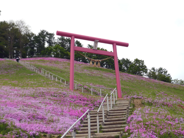 いまの芝桜公園の様子