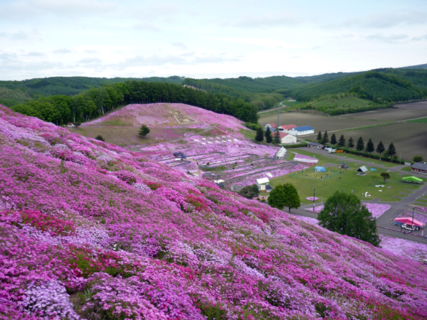いまの芝桜公園の様子