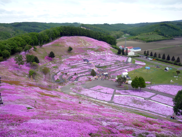 いまの芝桜公園の様子