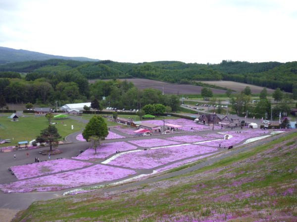 いまの芝桜公園の様子