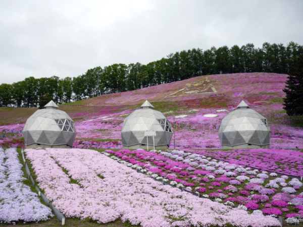 いまの芝桜公園の様子