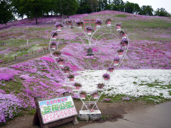 いまの芝桜公園の様子