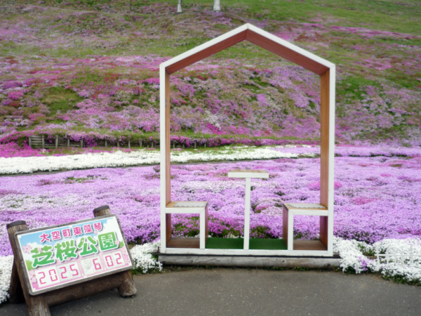 いまの芝桜公園の様子