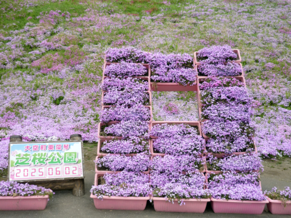 いまの芝桜公園の様子