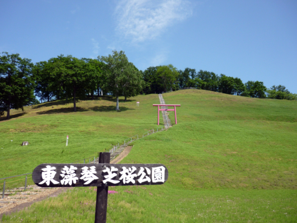 いまの芝桜公園の様子