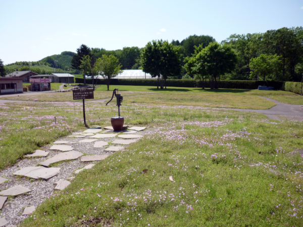 いまの芝桜公園の様子