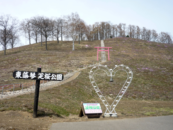 いまの芝桜公園の様子