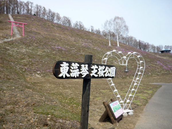 いまの芝桜公園の様子