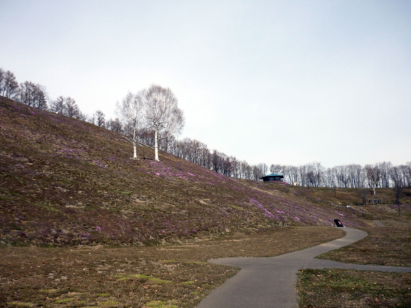 いまの芝桜公園の様子