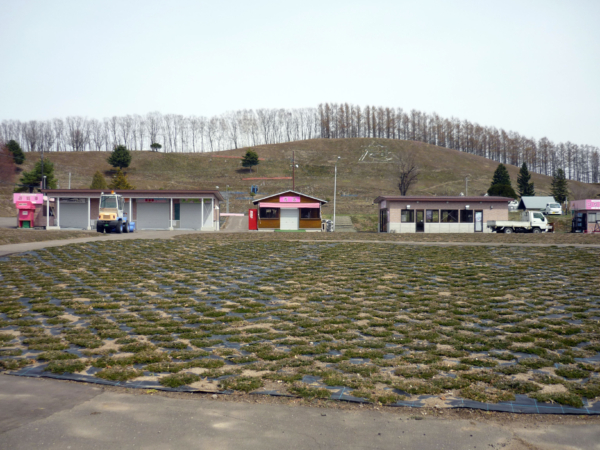 いまの芝桜公園の様子