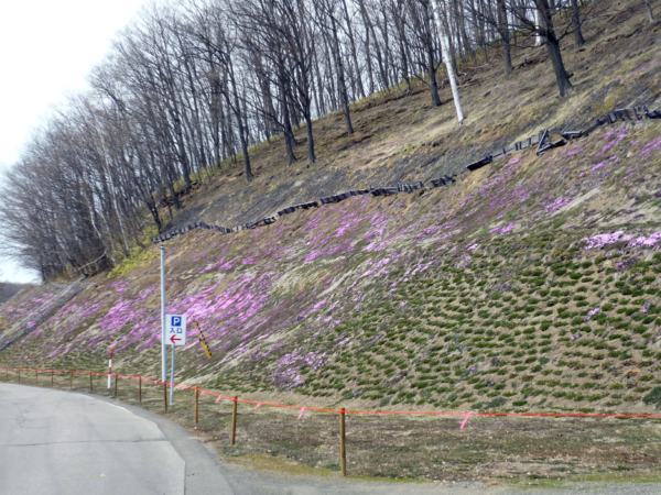 いまの芝桜公園の様子