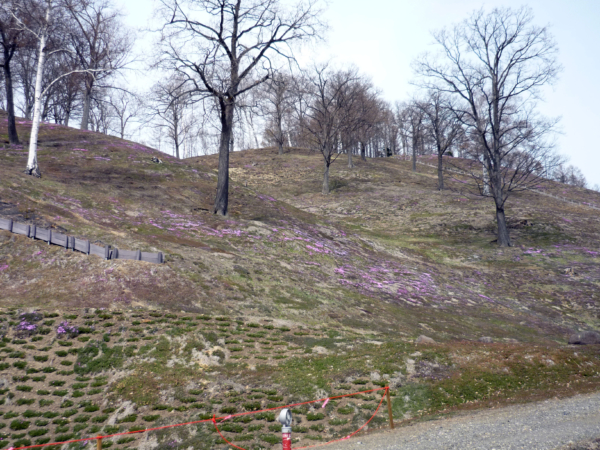 いまの芝桜公園の様子
