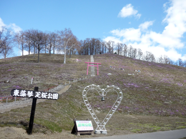 いまの芝桜公園の様子