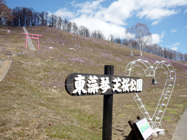 いまの芝桜公園の様子