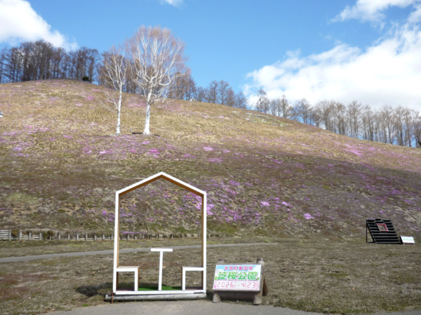 いまの芝桜公園の様子