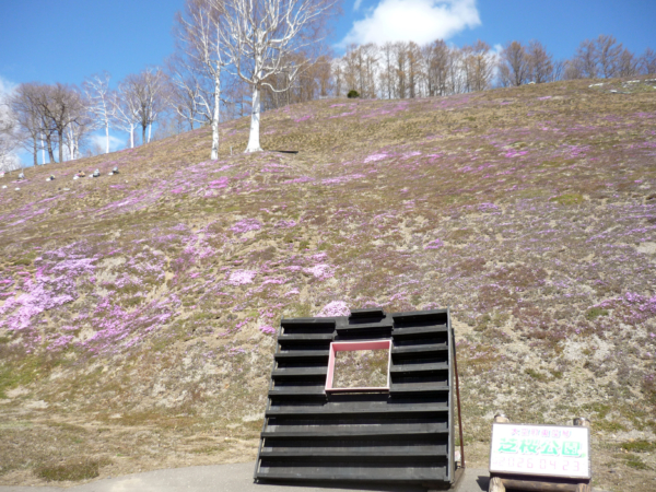 いまの芝桜公園の様子