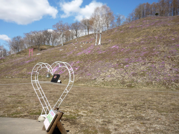 いまの芝桜公園の様子