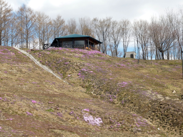 いまの芝桜公園の様子
