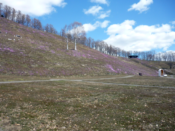 いまの芝桜公園の様子