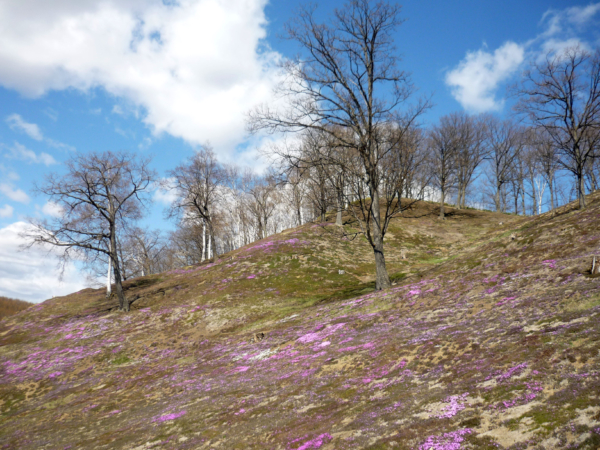 いまの芝桜公園の様子