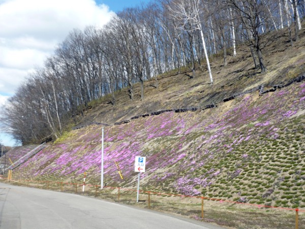 いまの芝桜公園の様子