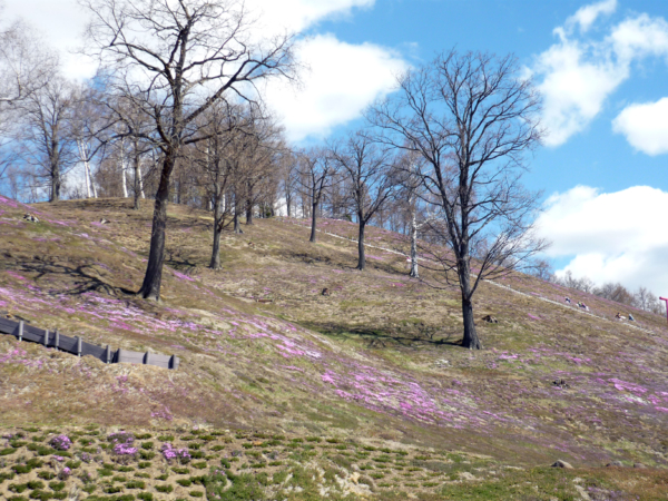 いまの芝桜公園の様子
