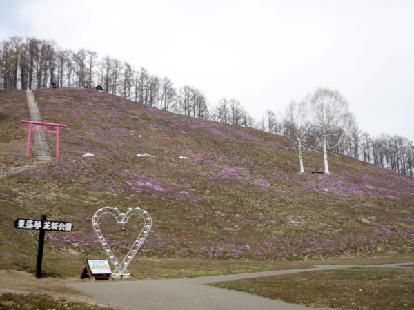 いまの芝桜公園の様子