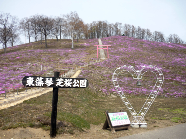 いまの芝桜公園の様子