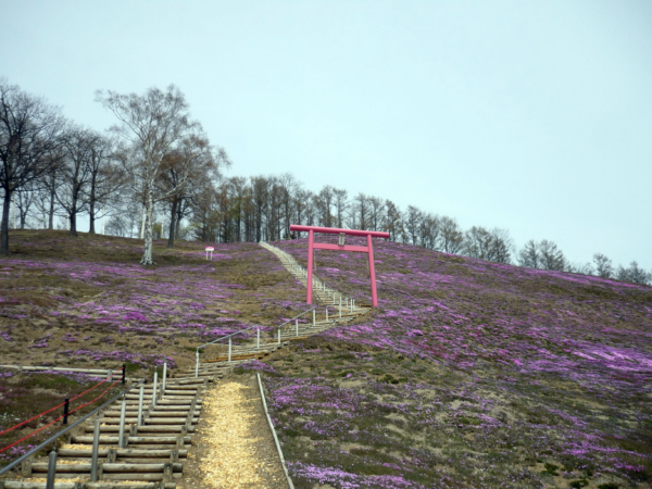 いまの芝桜公園の様子