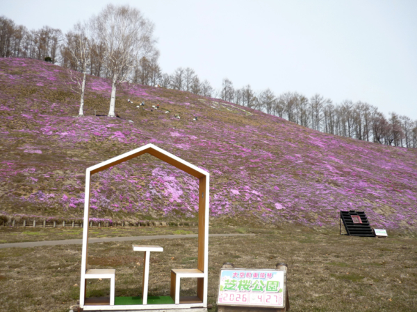 いまの芝桜公園の様子