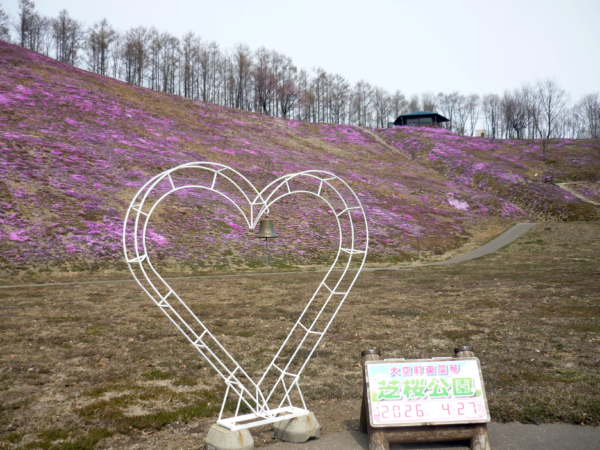 いまの芝桜公園の様子