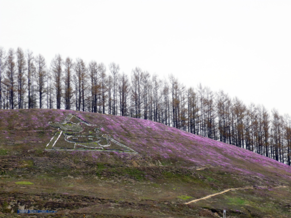 いまの芝桜公園の様子