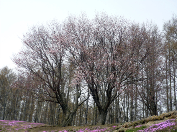 いまの芝桜公園の様子
